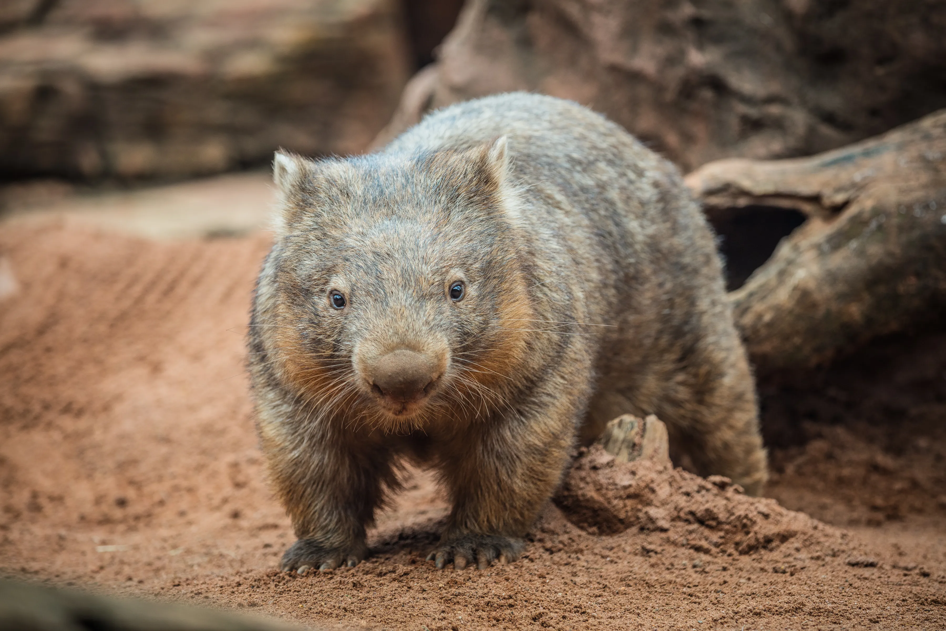 Wombat Hero Image (1)