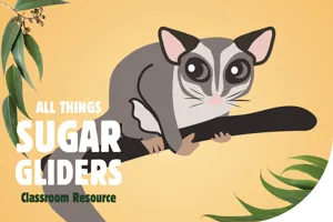 All Things Sugar Gliders Banner 1200X800