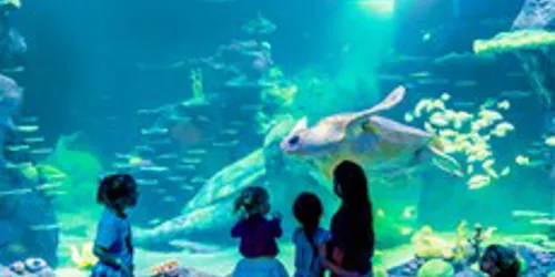 sealife