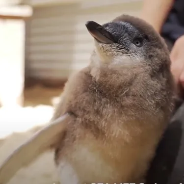 Blue Penguin Chick