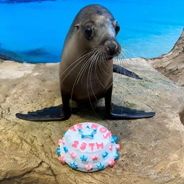 Teiko Cake