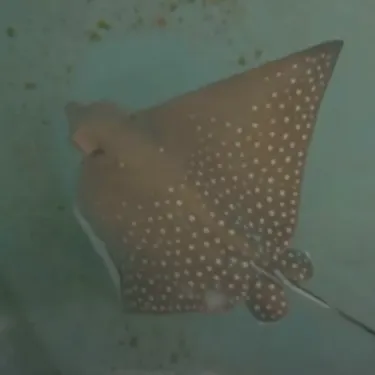 Ani The Ray