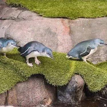 Little Penguins