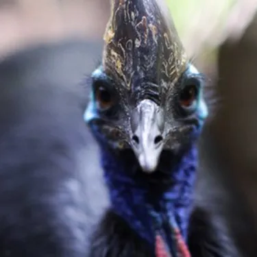 WLS Cassowary2