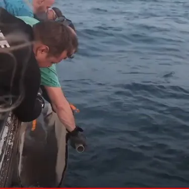 Shark Rescue
