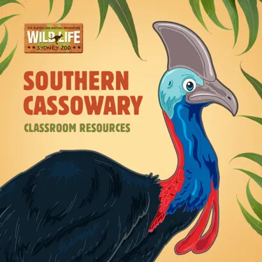 EDU Casso Webtile 1080X1080px