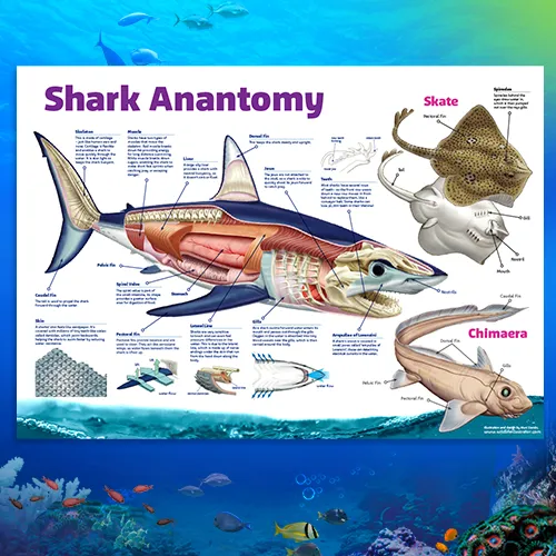 T&T Sharkanatomyposter500x500