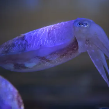 Cuttlefish 2 (1)