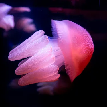 Jelliesl