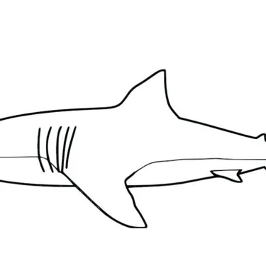 Shark Colouring In