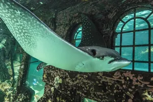 Eagle Ray