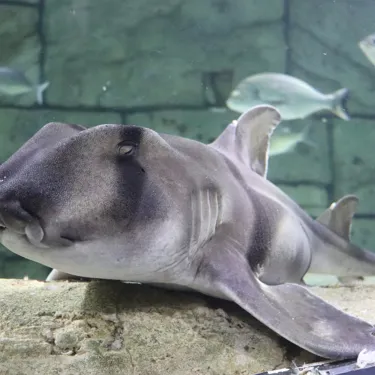 Port Jackson Shark