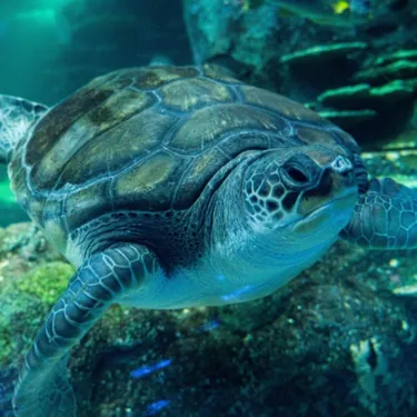 500 X 500 Turtle