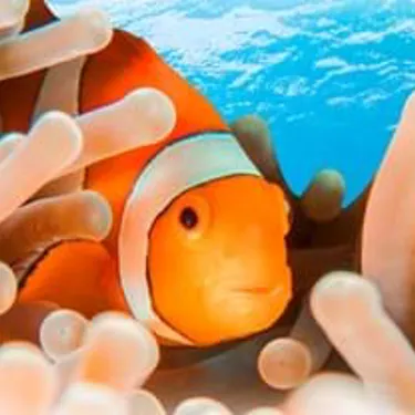 Clownfish Habitats