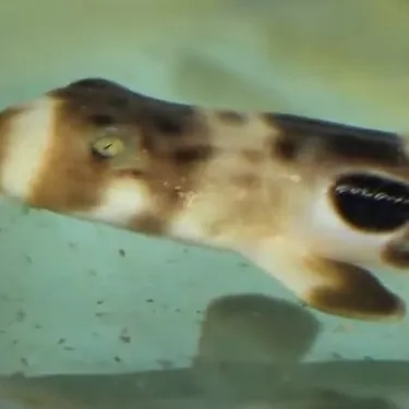 Baby Sharks Born Screenshot