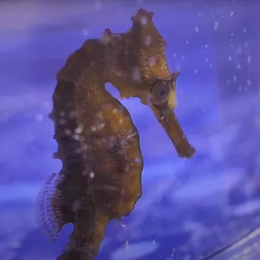 Seahorse Breeding Project