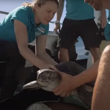 Turtle Release