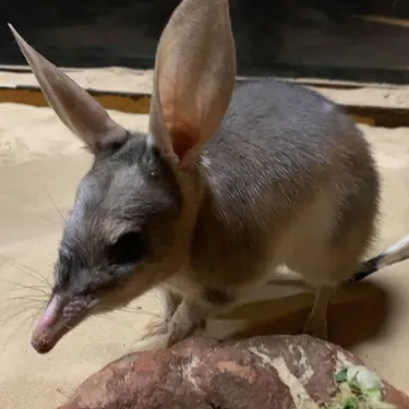 WLS Bilby