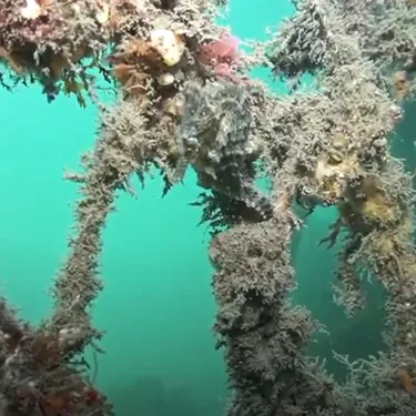 Seahorse Hotel