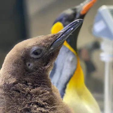 SLMA King Penguin Chick