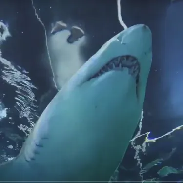 Bondi Rescue Shark Safety