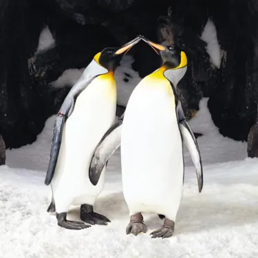 500 X 500 Penguins Kissing (1)